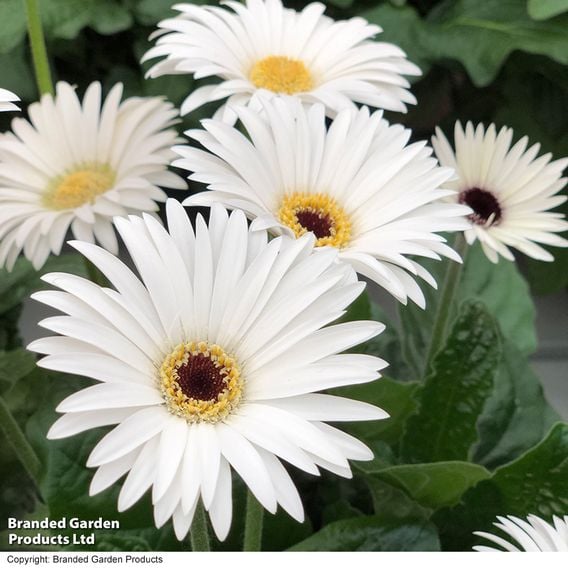 Gerbera 'Garvinea Sweet Frosting'