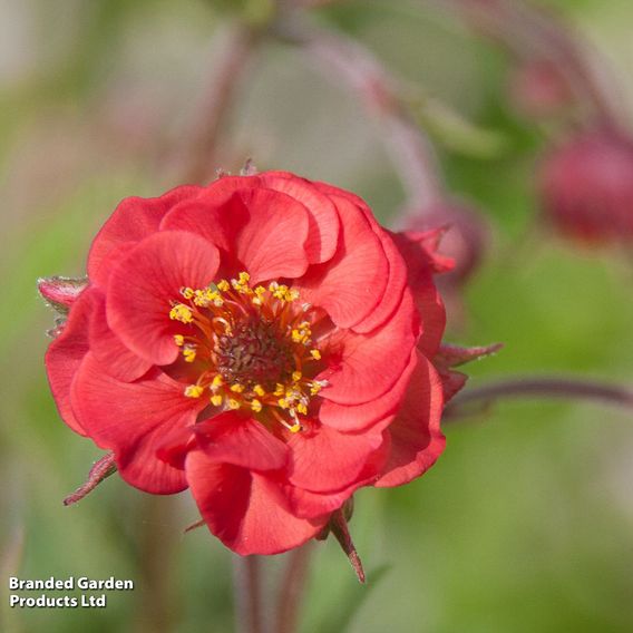 Geum 'Flames of Passion'