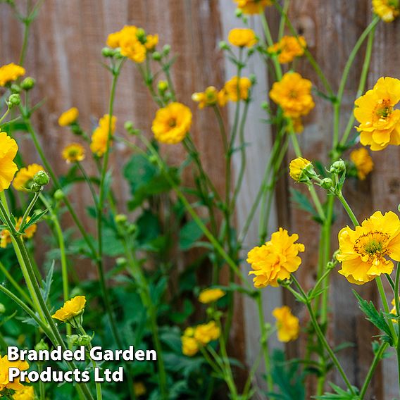 Best Value Bloom Perennial Collection