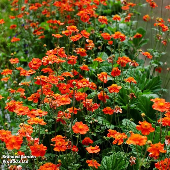 Value Perennial Collection