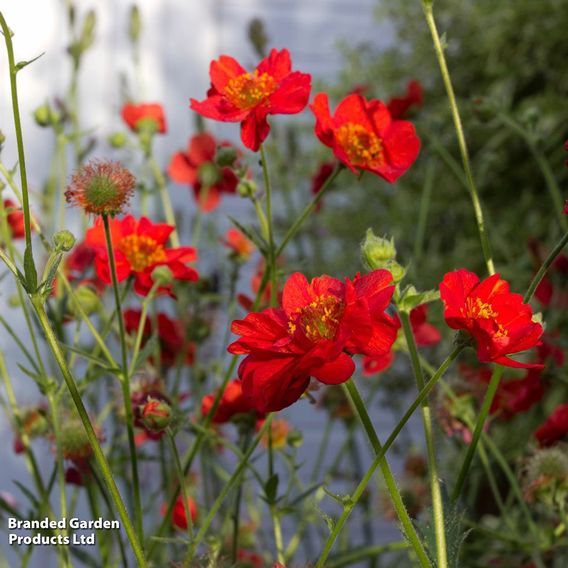 Chelsea Flower Show Plant Bundle