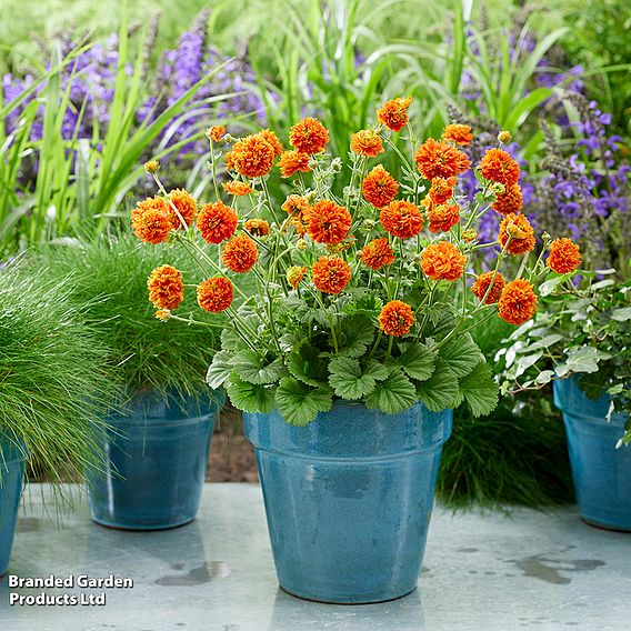 Geum 'Orange Pumpkin'