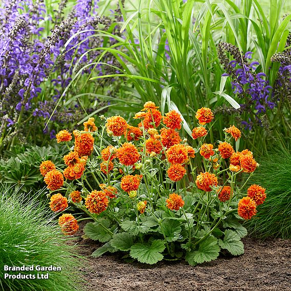 Geum 'Orange Pumpkin'