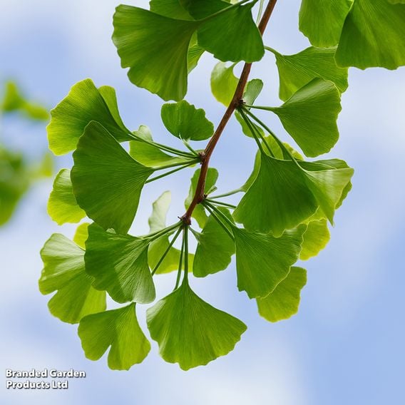 Ginkgo biloba (Mature Tree)