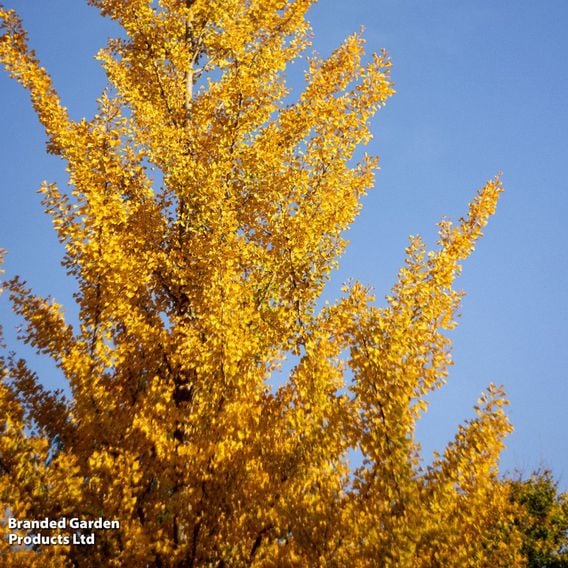 Ginkgo biloba (Mature Tree)