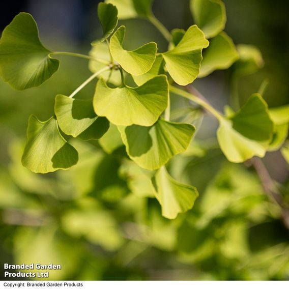 Ginkgo biloba (Mature Tree)