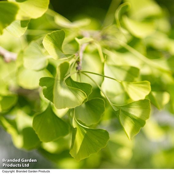 Ginkgo biloba (Mature Tree)