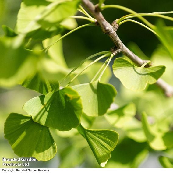 Ginkgo biloba (Mature Tree)