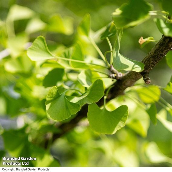 Ginkgo biloba (Mature Tree)