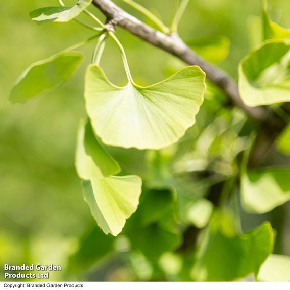 Ginkgo biloba (Mature Tree)