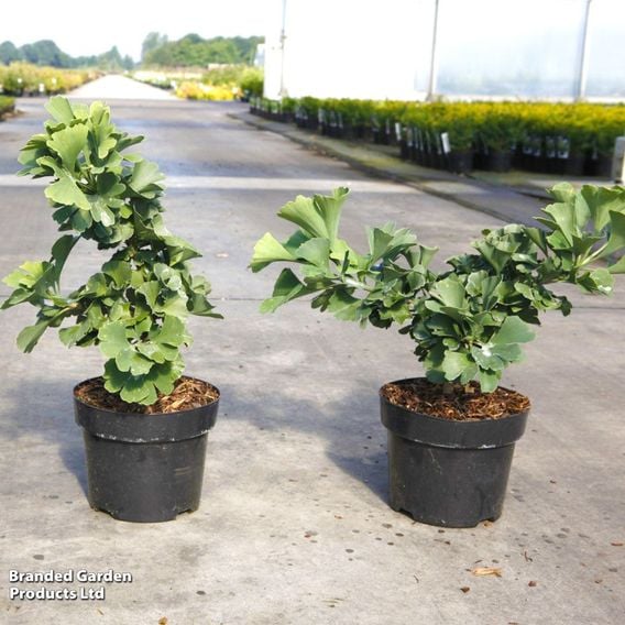 Ginkgo biloba 'Troll'