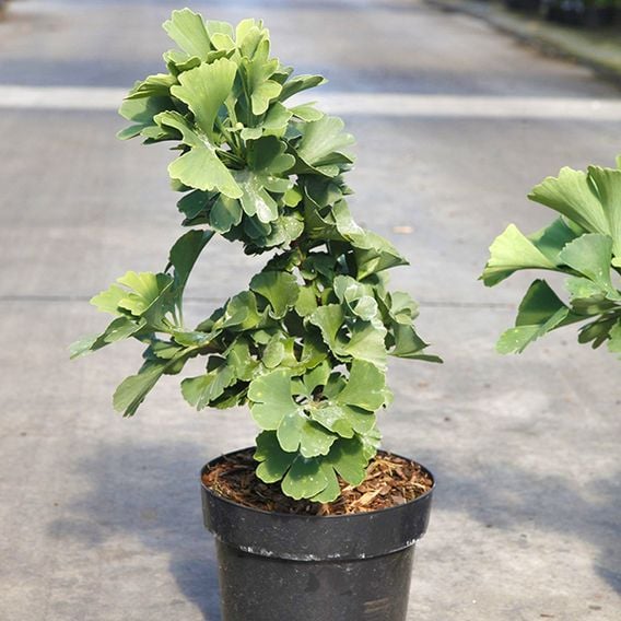 Ginkgo biloba 'Troll'