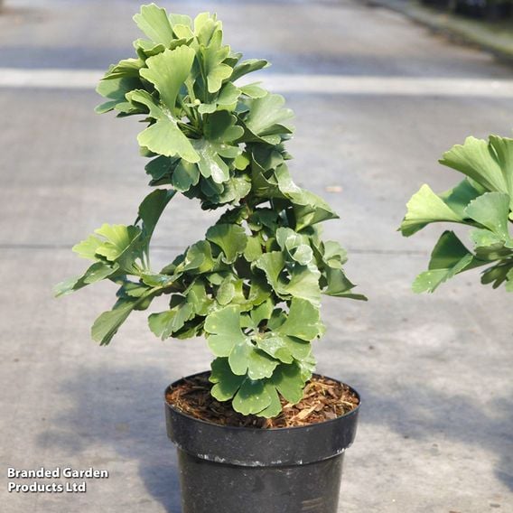 Ginkgo biloba 'Troll'