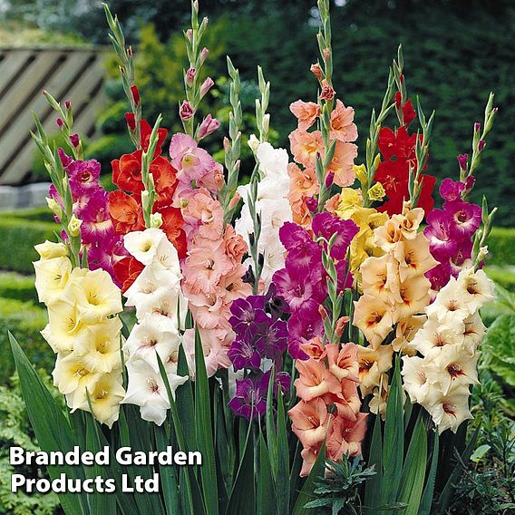 Gladioli Collection