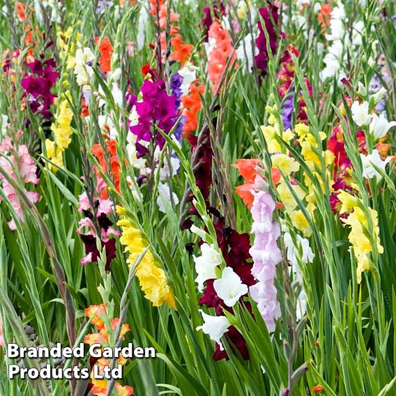 Gladioli Collection