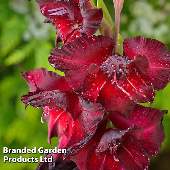 Gladiolus 'Black Surprise'