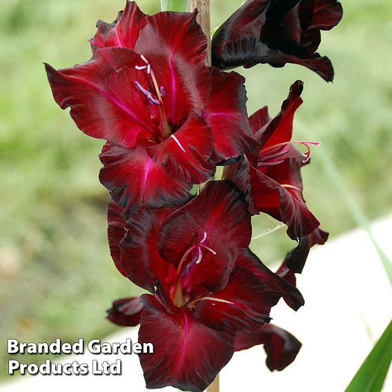 Gladiolus 'Black Surprise'