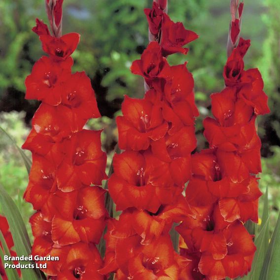 Gladiolus 'Brown Sugar'