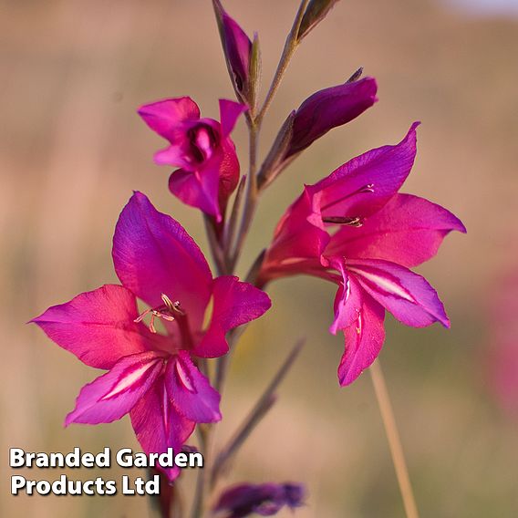 Gladiolus communis subsp. byzantinus