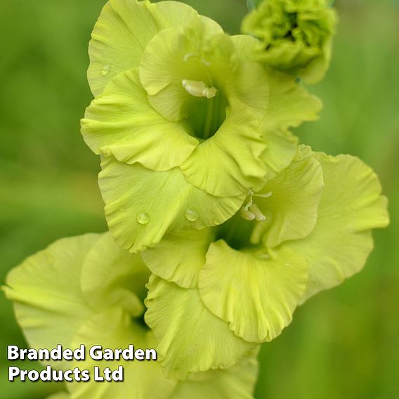 Gladiolus 'Green Star'