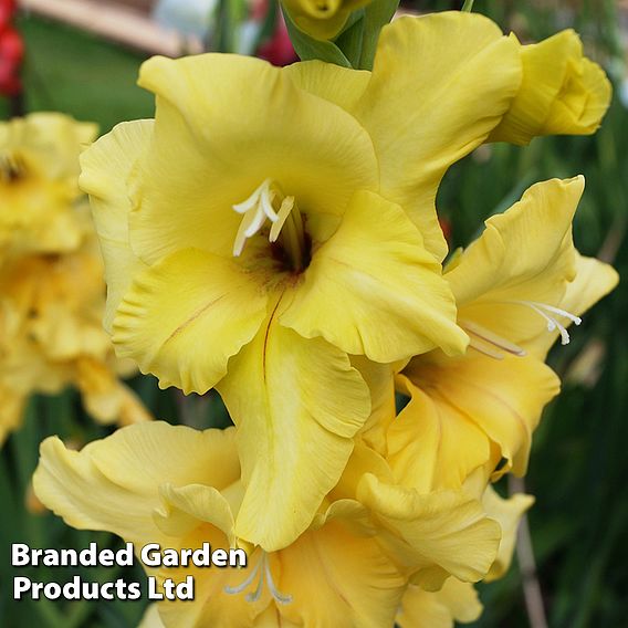 Gladiolus 'Limoncello'