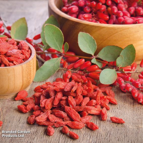 Goji Berry 'Synthia'