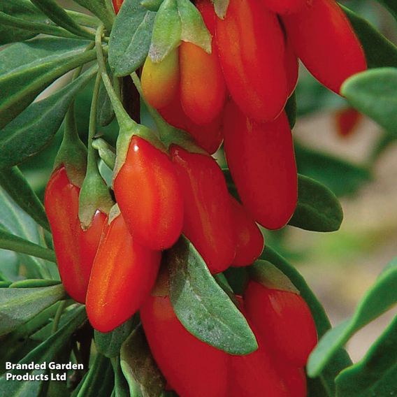 Goji Berry 'Synthia'
