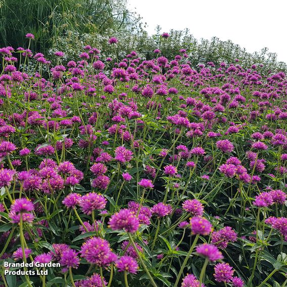 Gomphrena 'Truffula Pink'