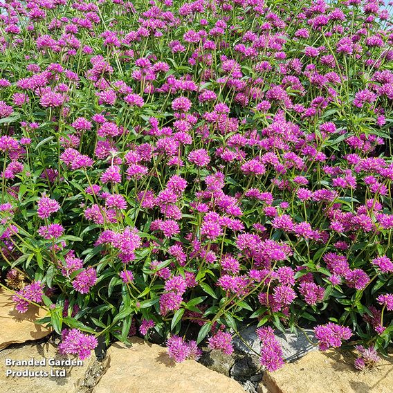 Gomphrena 'Truffula Pink'