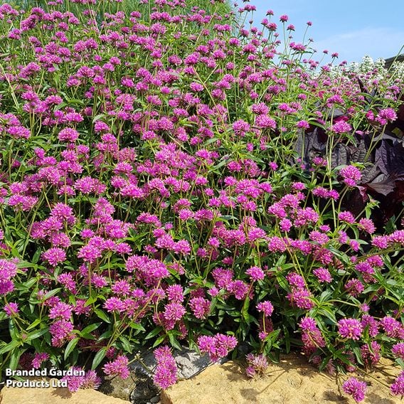 Gomphrena 'Truffula Pink'