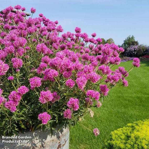 Gomphrena 'Truffula Pink'