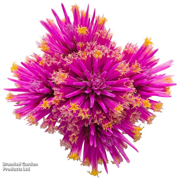 Gomphrena 'Truffula Pink'