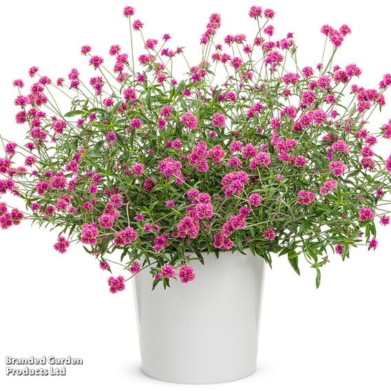 Gomphrena 'Truffula Pink'