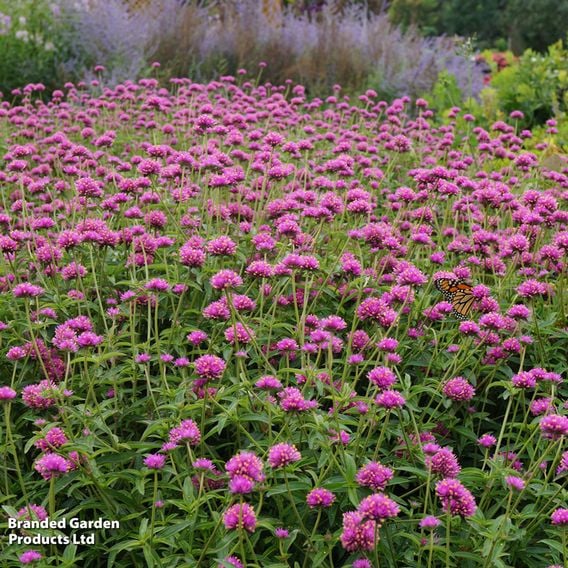 Gomphrena 'Truffula Pink'