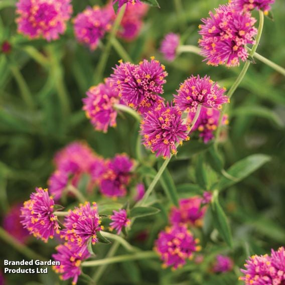 Gomphrena 'Truffula Pink'