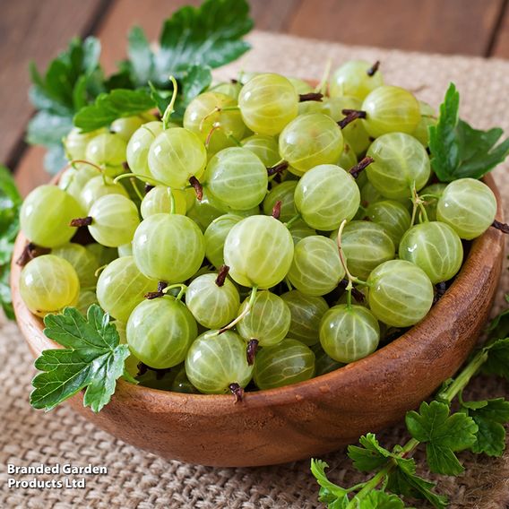Gooseberry 'Giggles Green'