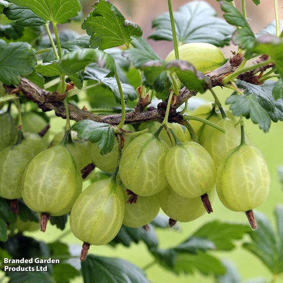 Gooseberry 'Giggles Green'