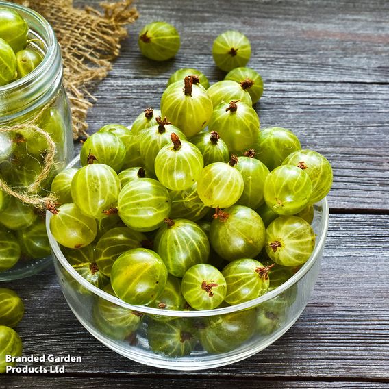 Gooseberry 'Giggles Green'