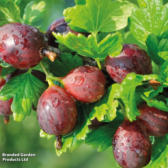 Gooseberry 'Giggles Red'