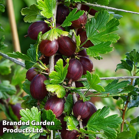 Gooseberry 'Hinnonmaki Red'