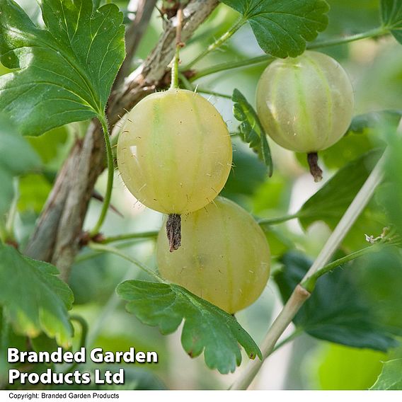 Gooseberry 'Invicta'