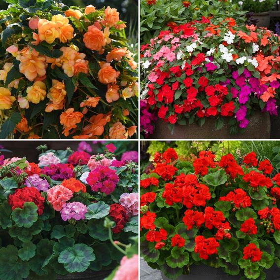 Garden Ready Favourites Collection