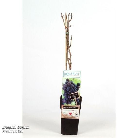 Grape 'Schiava Grossa'