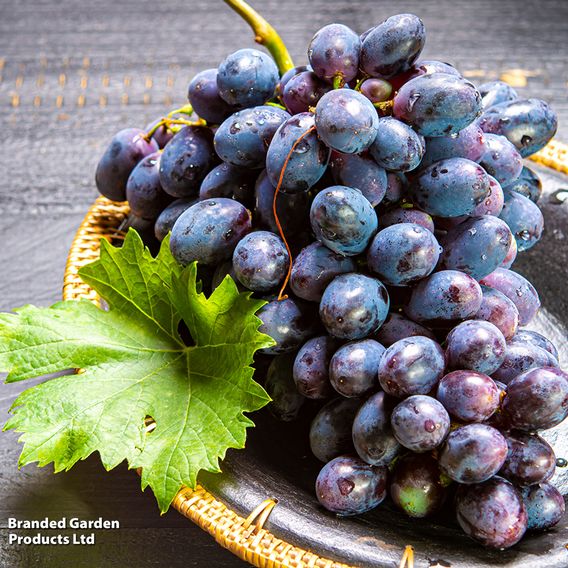 Grape (Vitis) 'Muscat Bleu'