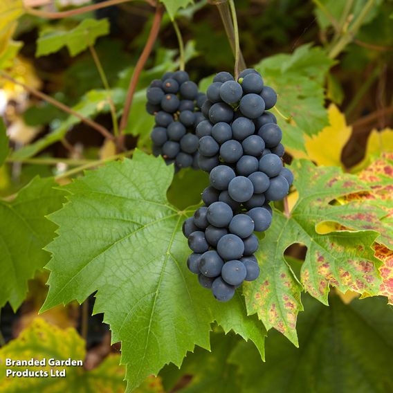 Grape (Vitis) 'Muscat Bleu'