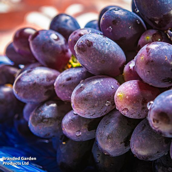 Grape (Vitis) 'Muscat Bleu'