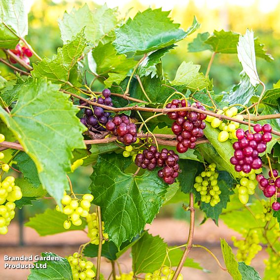 Grape 'Razz Matazz'