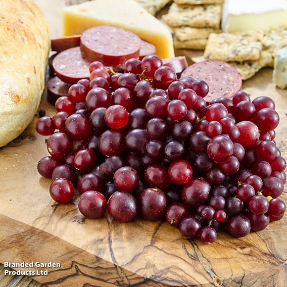 Grape 'Razz Matazz'