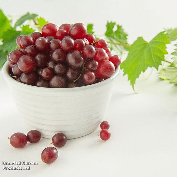 Grape 'Razz Matazz'