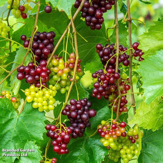 Grape 'Razz Matazz'